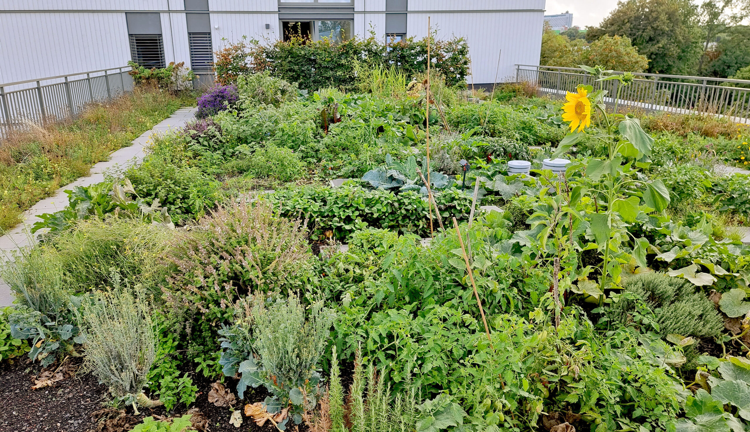 Klimaanpassung-Dachbegruenung-Dachgarten-(c)GreenCity-eV_Wolfgang Heidenreich