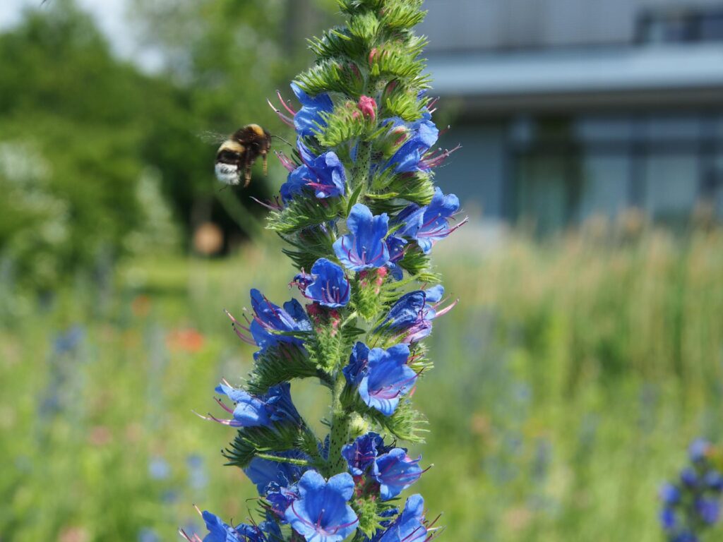 Beitragsbild Informationsveranstaltung Stadtnatur-Guides