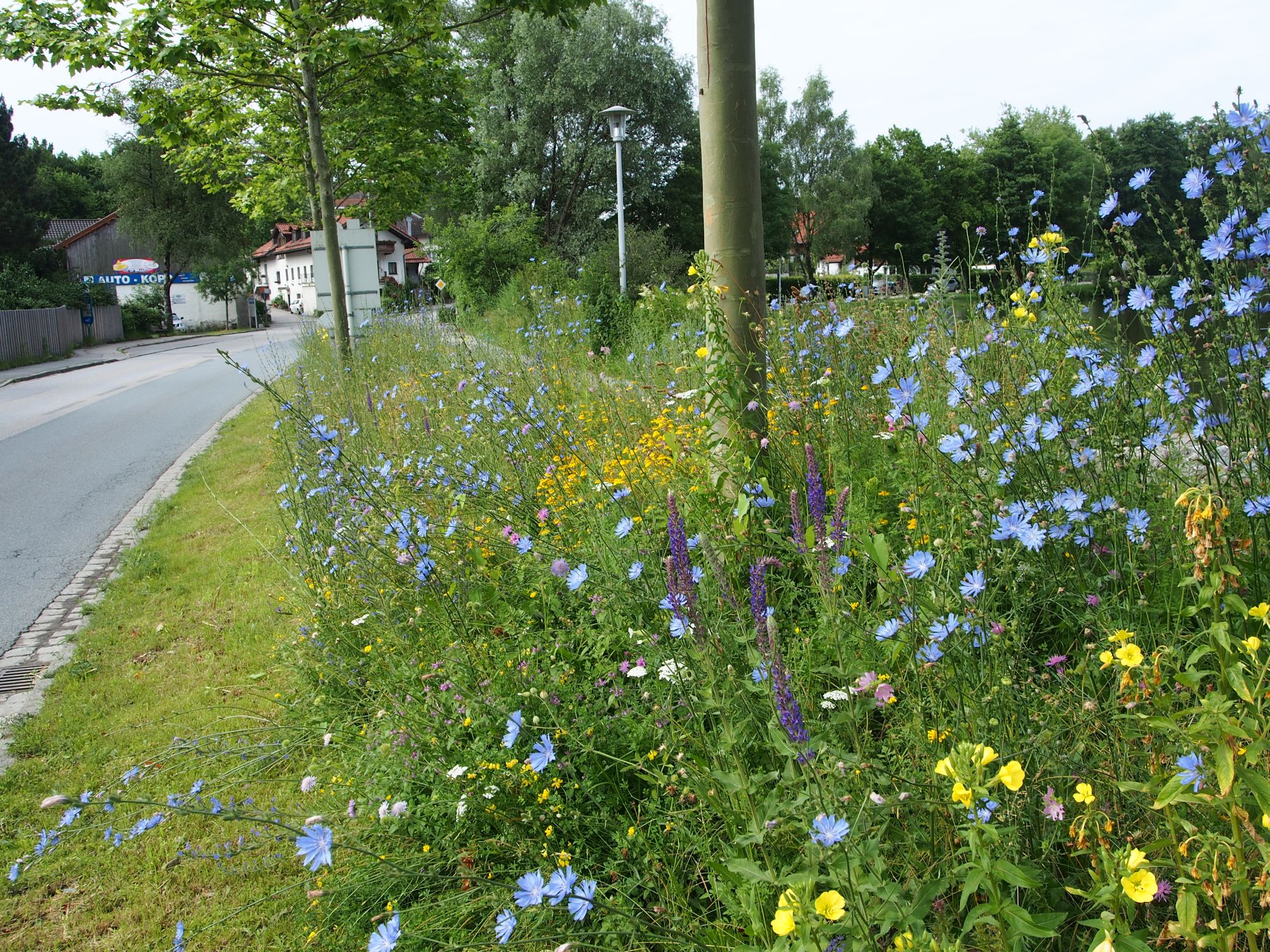 Stadtnatur am Straßenrand